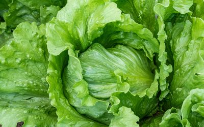 کاهوی صادراتی آیسبرگ